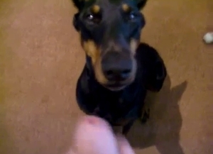 Awesome dog and a hot girl have good fuck