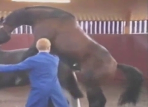 Brown horses having some really intense fuck session