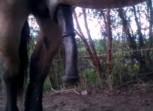Cow Sucks Dick