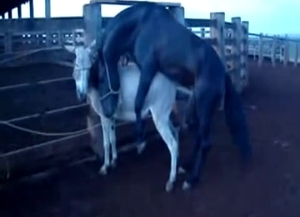 Hard fucking for a mule by a muscular stallion