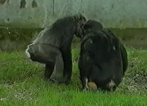 Sexy monkey in the amateur animal porn XXX