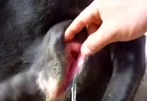 The asshole of this animal is totally exposed