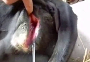 The asshole of this animal is totally exposed