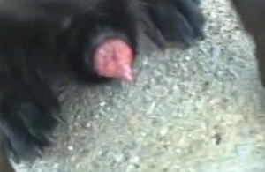 Doberman has a very nice hard and pointy dick