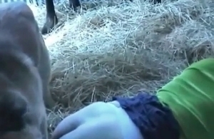 Lovely dog is sniffing the pussy and bangs it hard