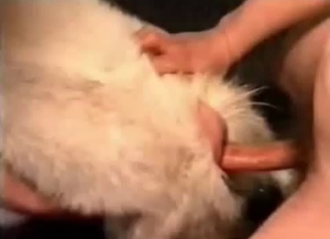 Gaping this animal's hot hole