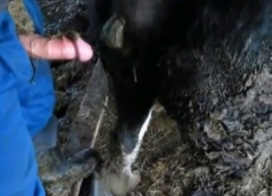 Ass fucking session with a zoo fucker