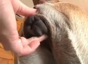 Awesome sex with a perverted doggy