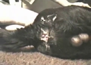 Black dog with huge balls got analyzed