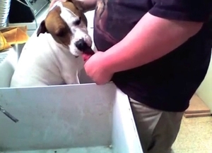 Sweet animal is giving a blowjob