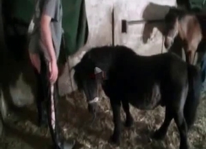 Dark pony intense fucking