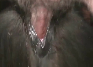 Close-up fucking for a sexy black dog