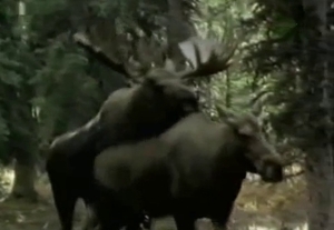 Wild animals are fucking in doggy style