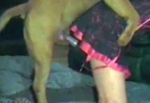 Zoophilic amateur bestiality session with a hot animal