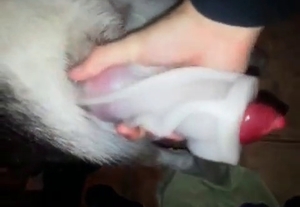 Husky showing off its rod