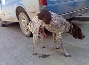 Shy animal walks around and jerks off in public