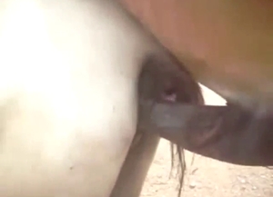 Horse fuck scene with a stallion taking that hoe