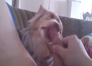 Sexy animal cannot wait to suck on his penis