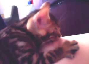 Kitty is going to be obsessed with that titty too