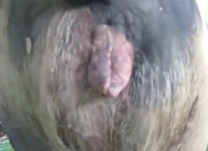 Sow sexiness: this slutty piglet is taking fingers