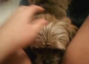 Bathroom seduction with a sexy dog licking vag