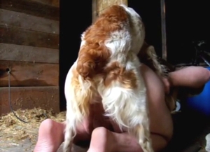 Sexy animal getting fucked from behind by dog