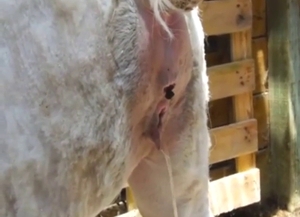 Alpaca piss play movie with sexy close-ups