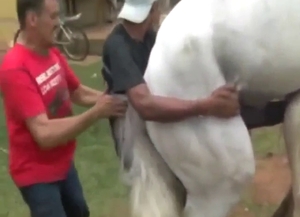 White stallion fucking a submissive mare harder